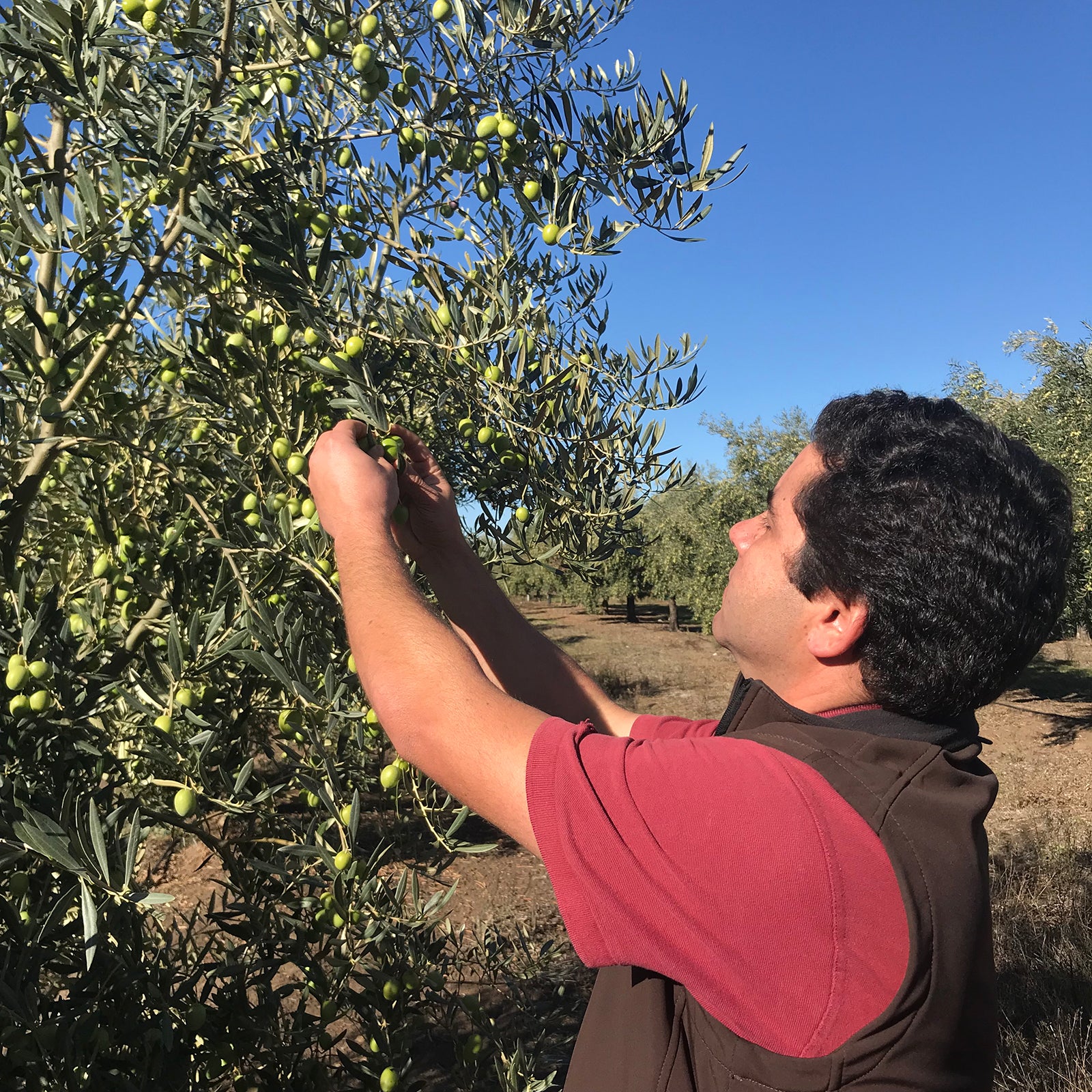Warum steigt der Olivenöl Preis?