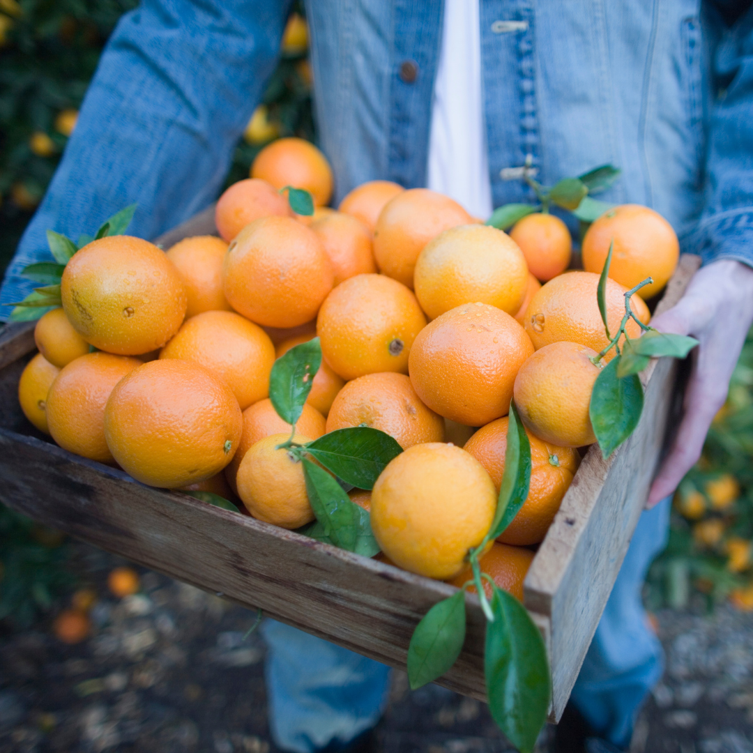 Oranges de l'Algarve - 10 kg