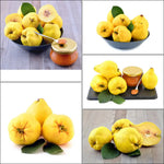 Quittenmarmelade - 450g - Lusogourmet
